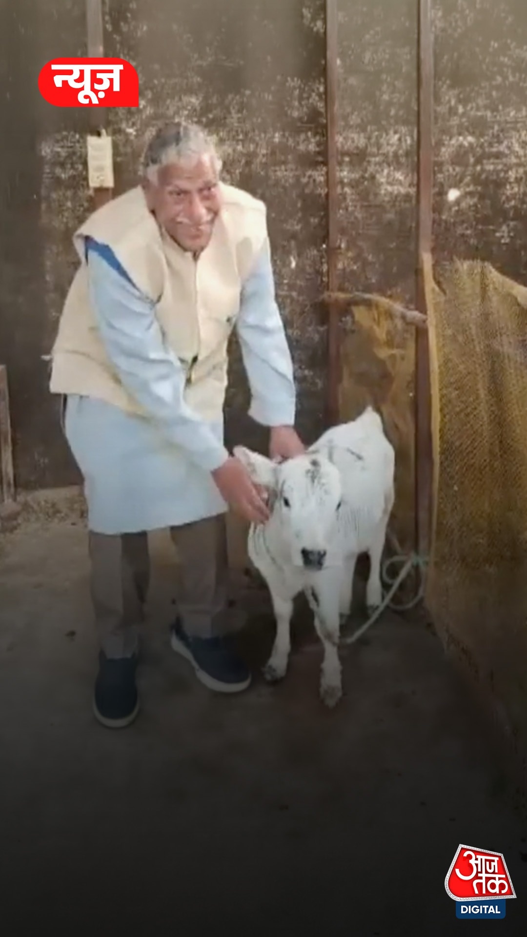 saharanpur special breed punganur cow 