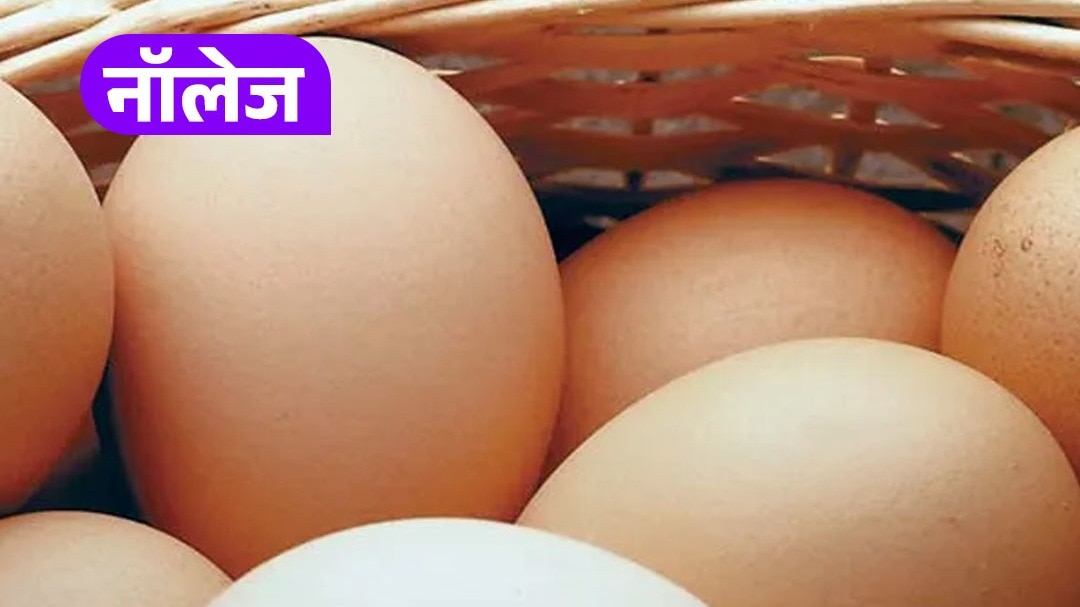 किस देश के लोग खाते हैं ज्यादा अंडे? जानें