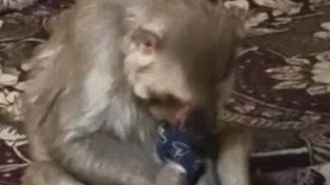 Monkey holds baby girl hostage in Muzaffarnagar