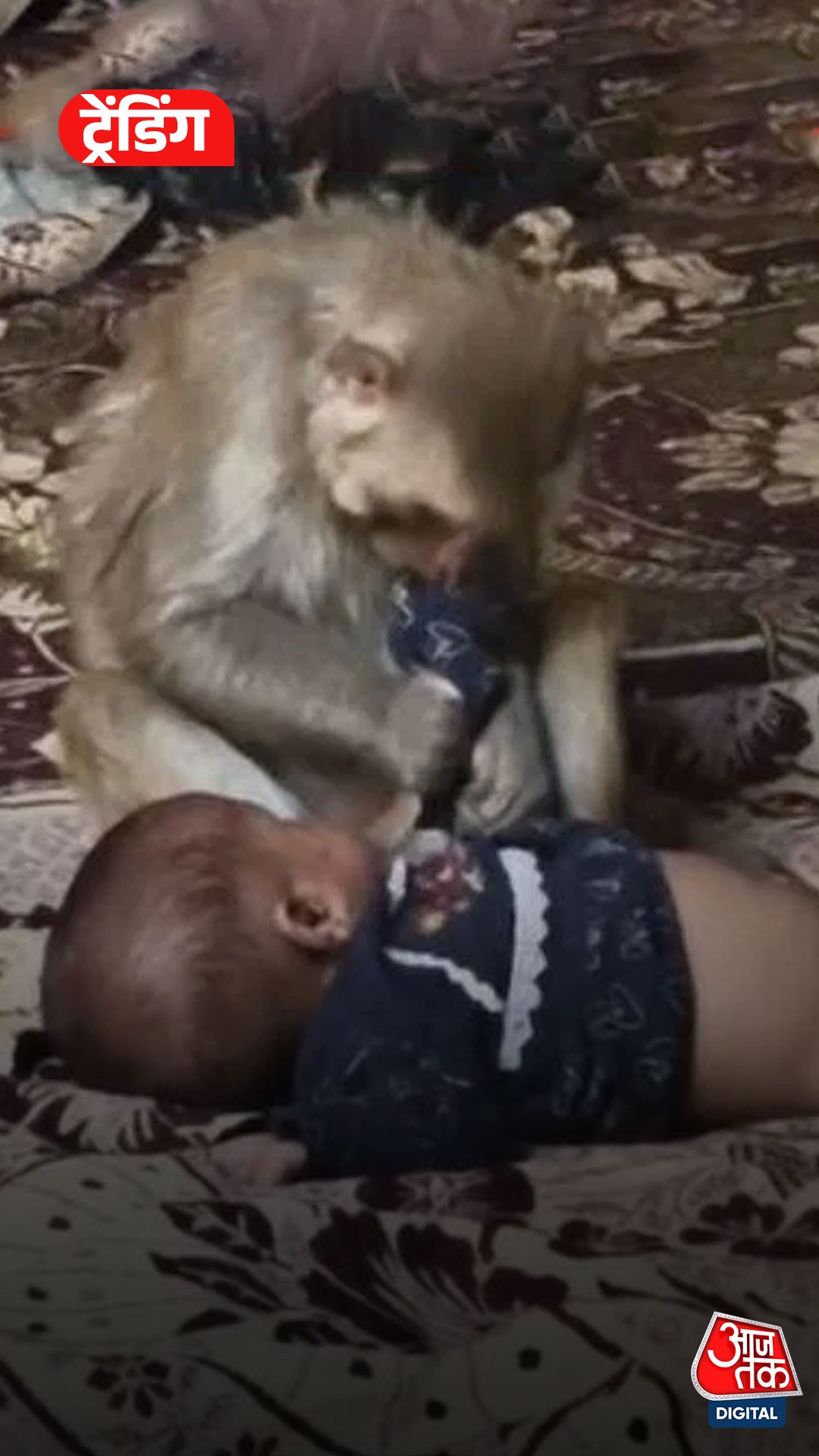 Monkey holds baby girl hostage in Muzaffarnagar