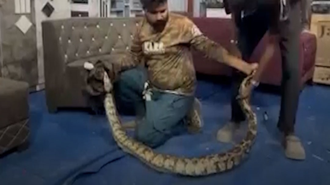 python rescued in Kalyan Maharashtra 