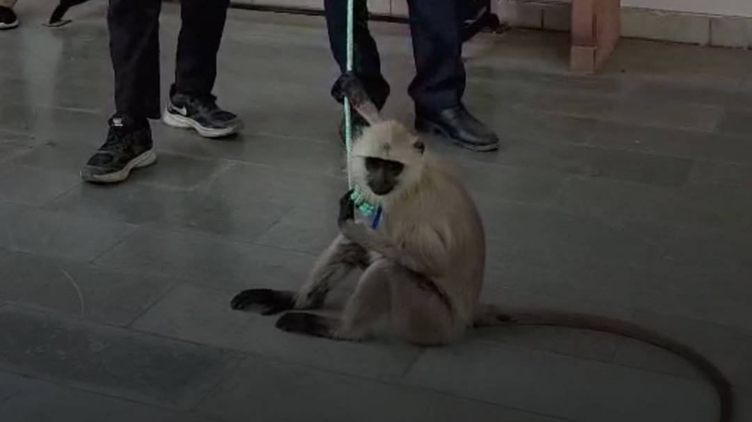 VIP ट्रीटमेंट वाला लंगूर 'मटरू' का वन विभाग ने किया रेस्क्यू