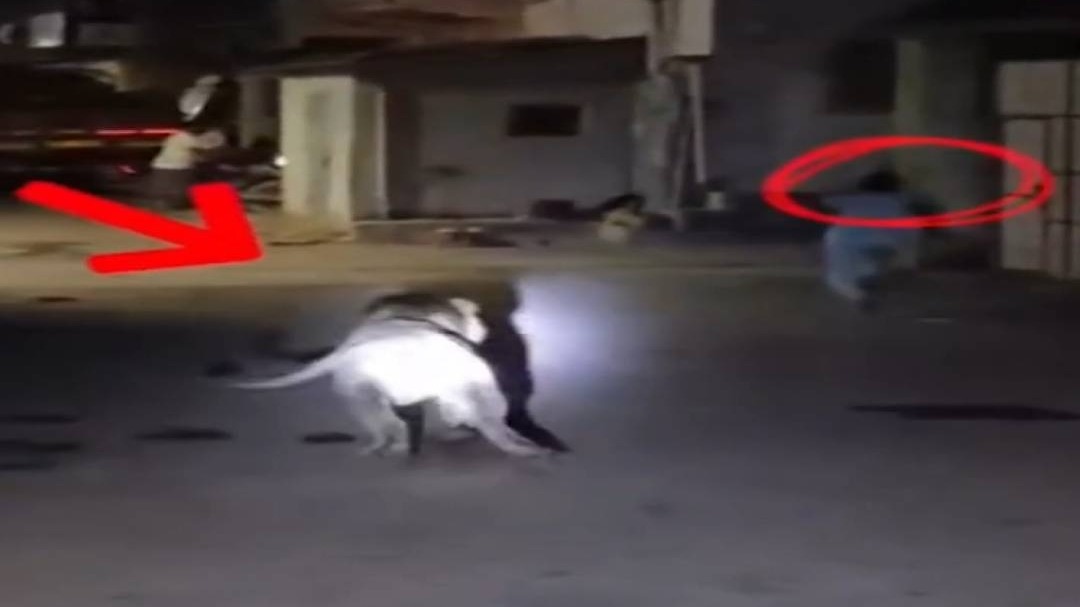 जब बच्चे के पीछे दौड़ा बब्बर शेर, देखें ये Viral Video