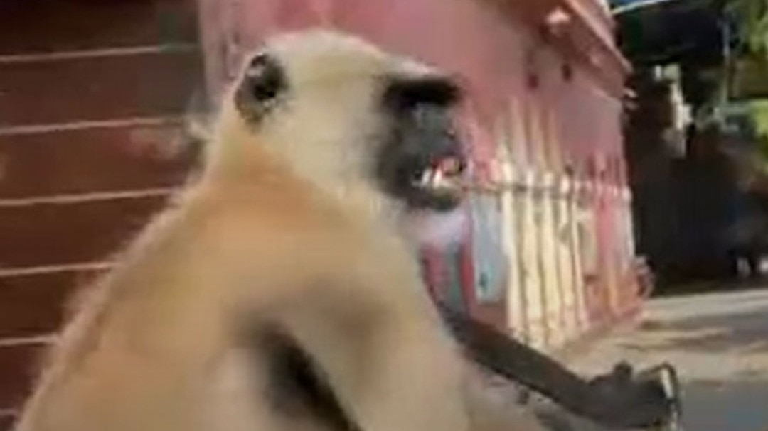 चर्चित लंगूर 'गोलू' को ड्यूटी से किया गया आजाद