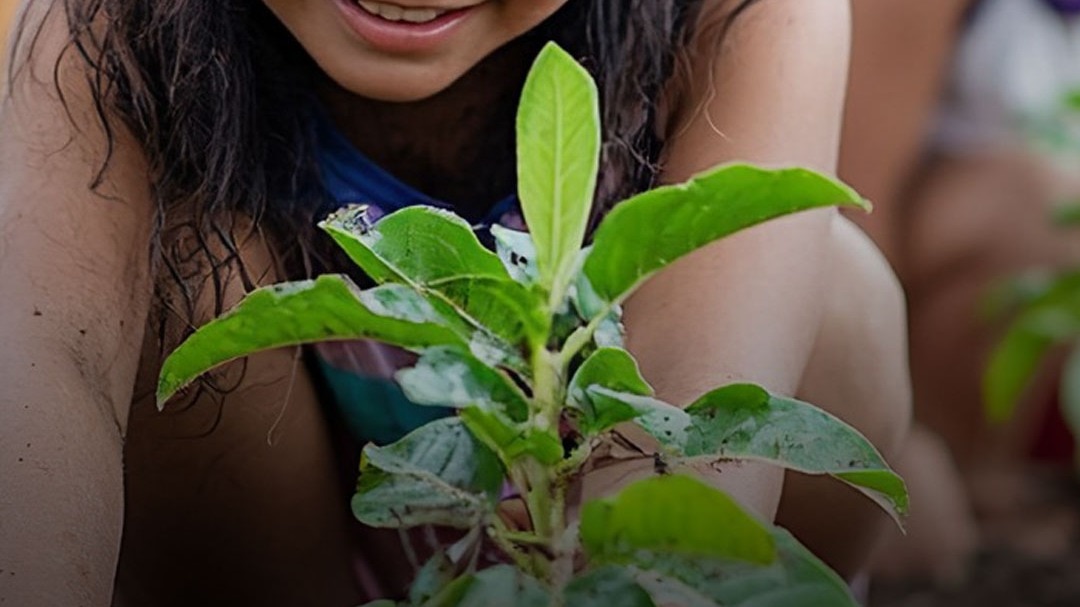 तेज़ गर्मी का सच: क्या पेड़ों की कमी ही वजह है? जानें