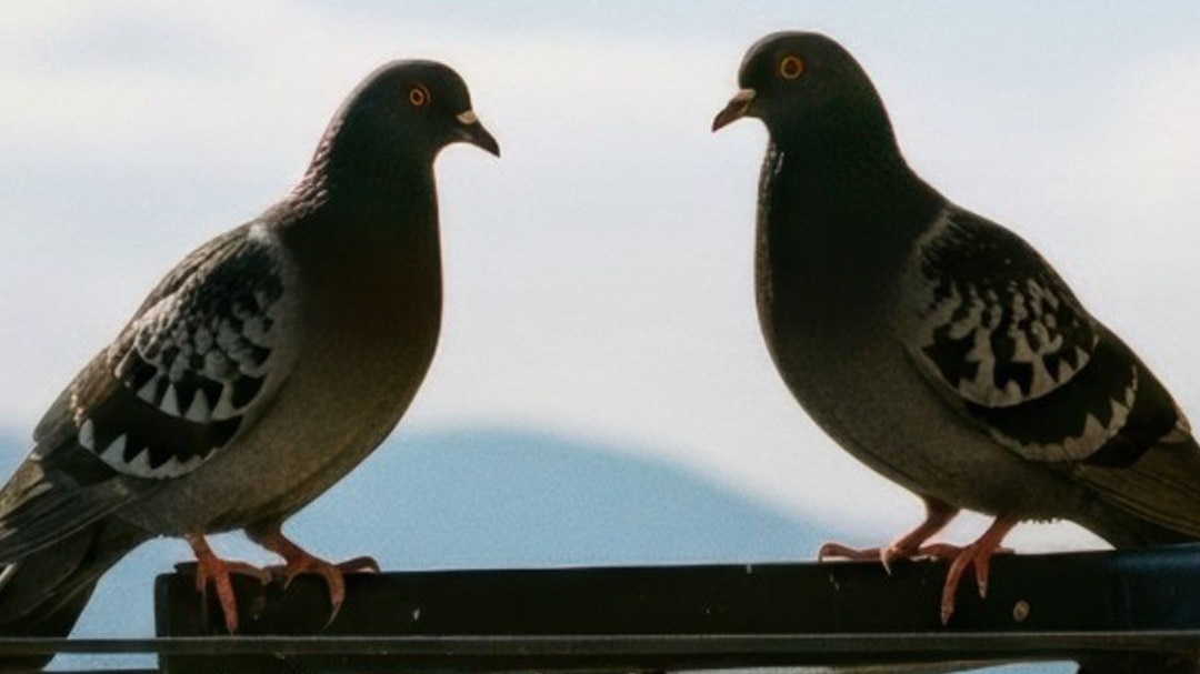 बालकनी से कबूतर भगाने के आसान उपाय, ये चीजें करेंगी मदद