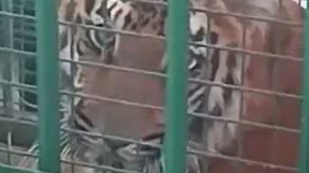 Chandrapur tigers cooler air installed for relief from heat