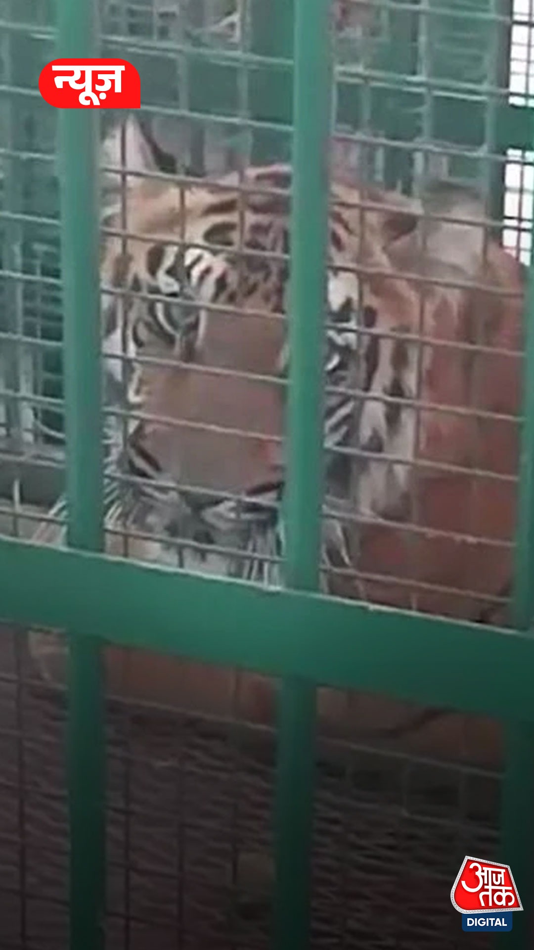 महाराष्ट्र में वन विभाग ने बाघों के लिए लगाया कूलर, देखें