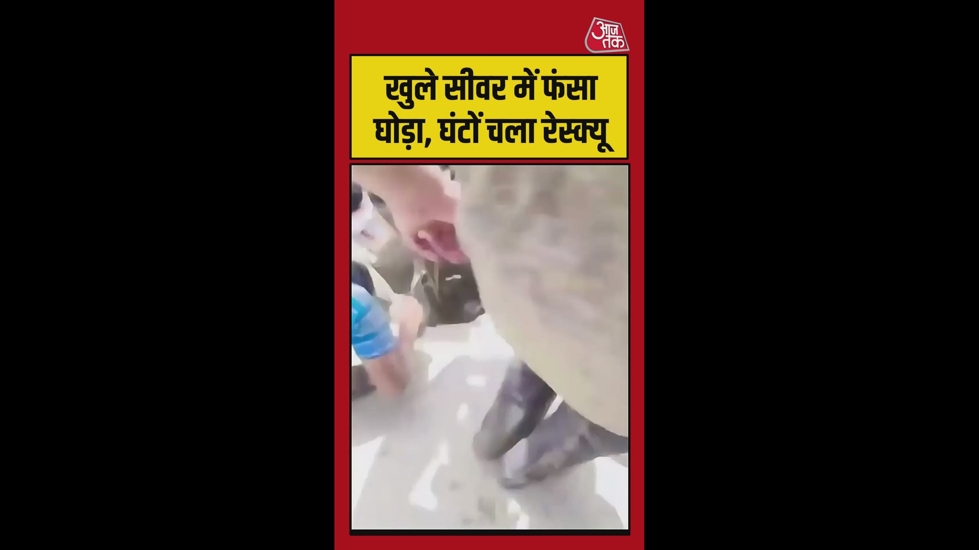 खुले सीवर में फंसा घोड़ा, घंटों चला रेस्क्यू