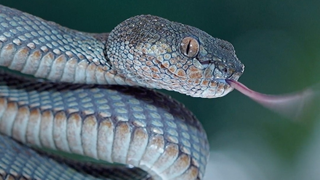 Snake