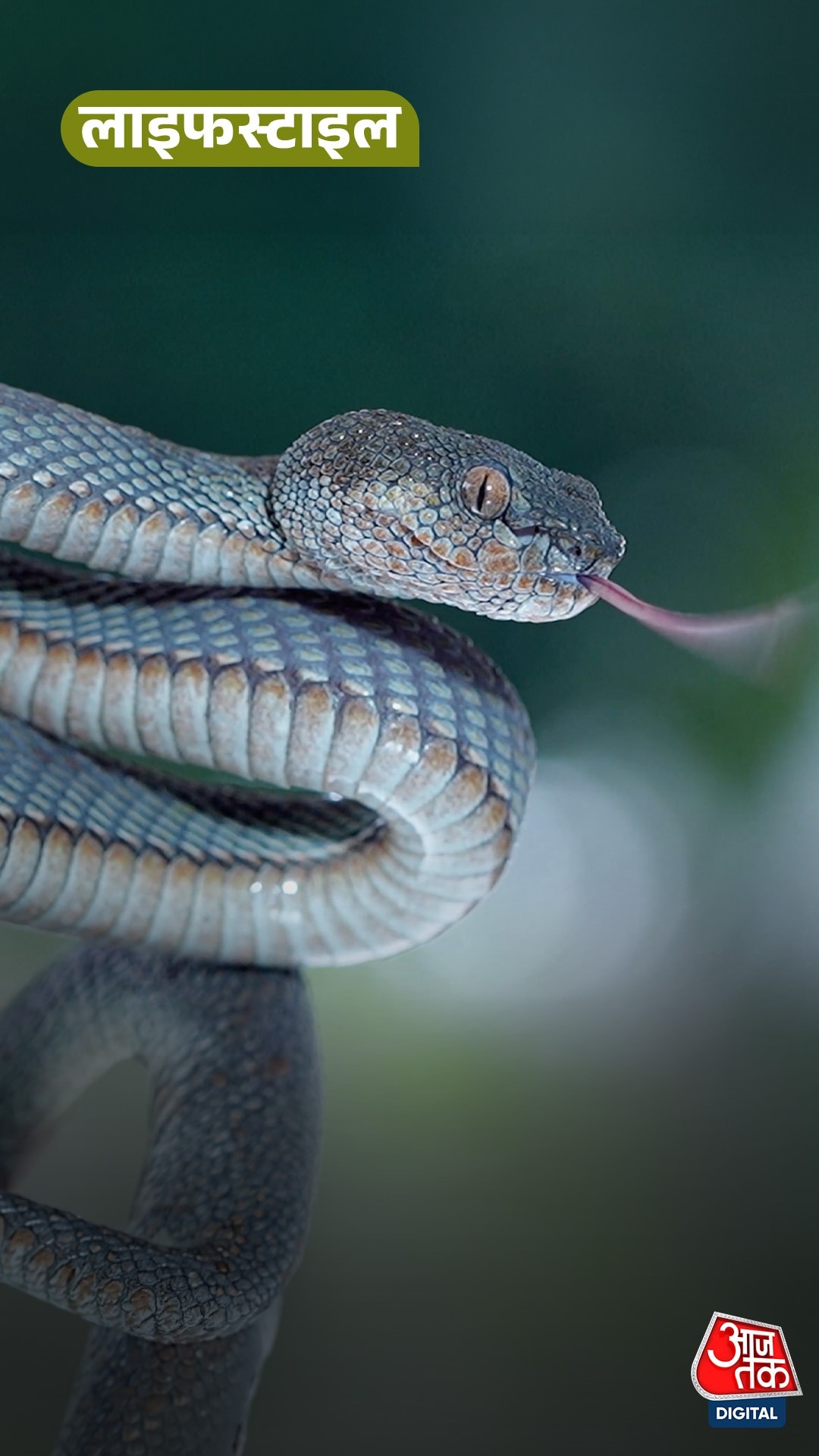Snake