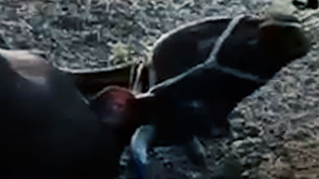 rabies symptom in cow in chhindwara 