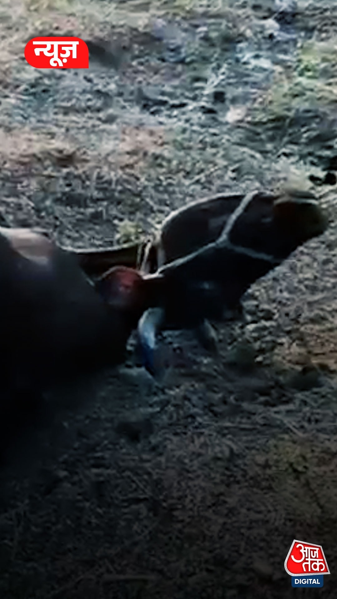 rabies symptom in cow in chhindwara 