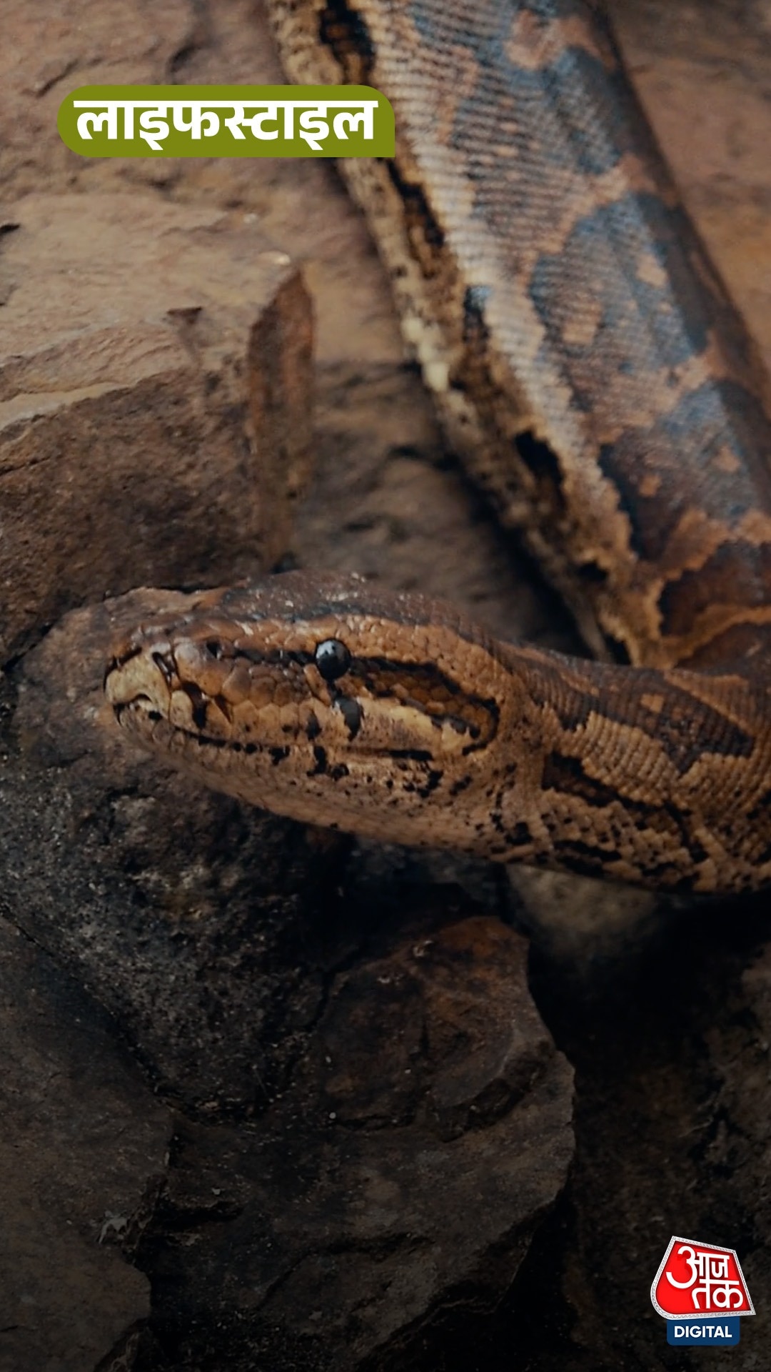 Snakes