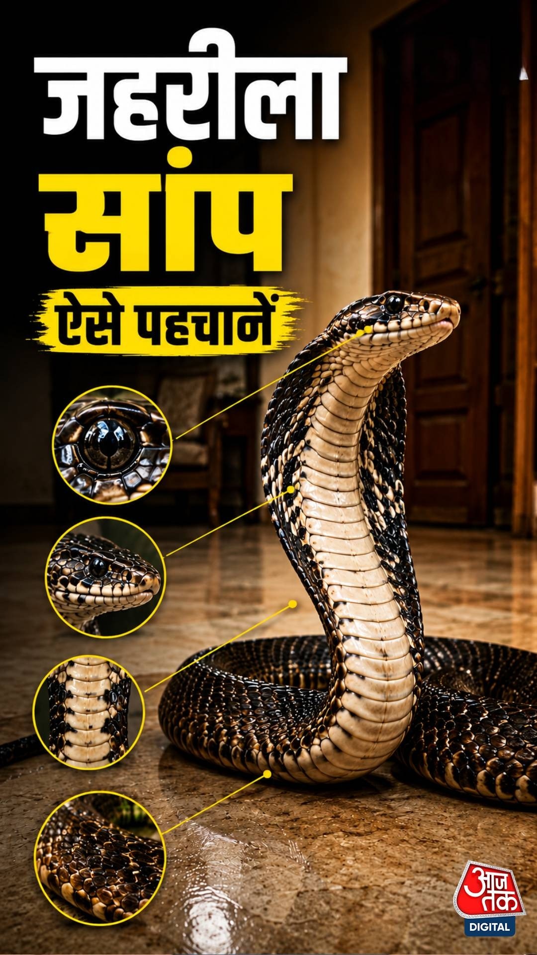 Venomous Snake Identification Tips