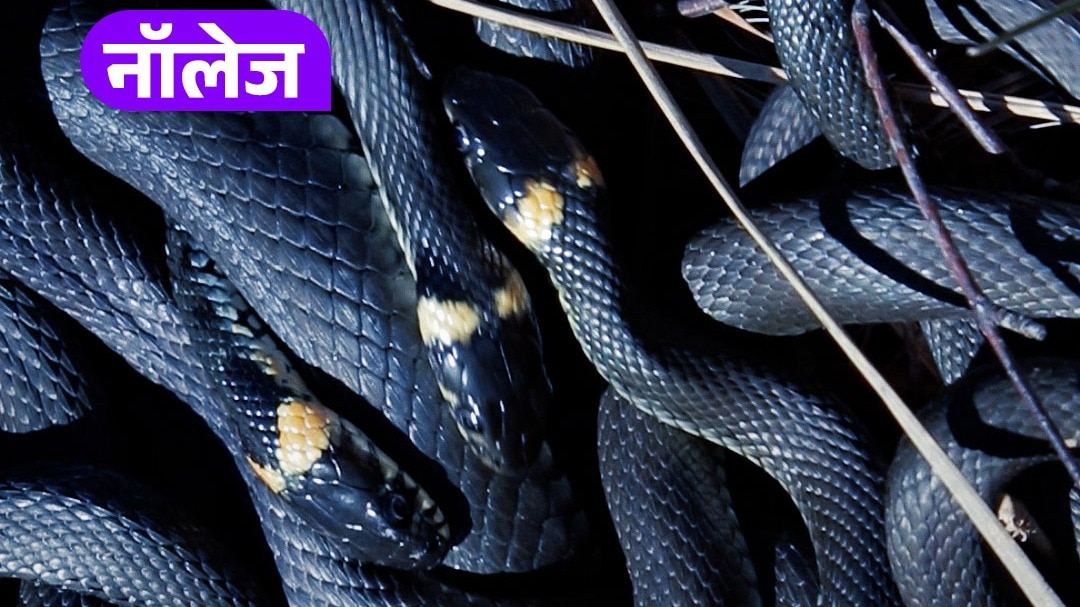 Snake Facts