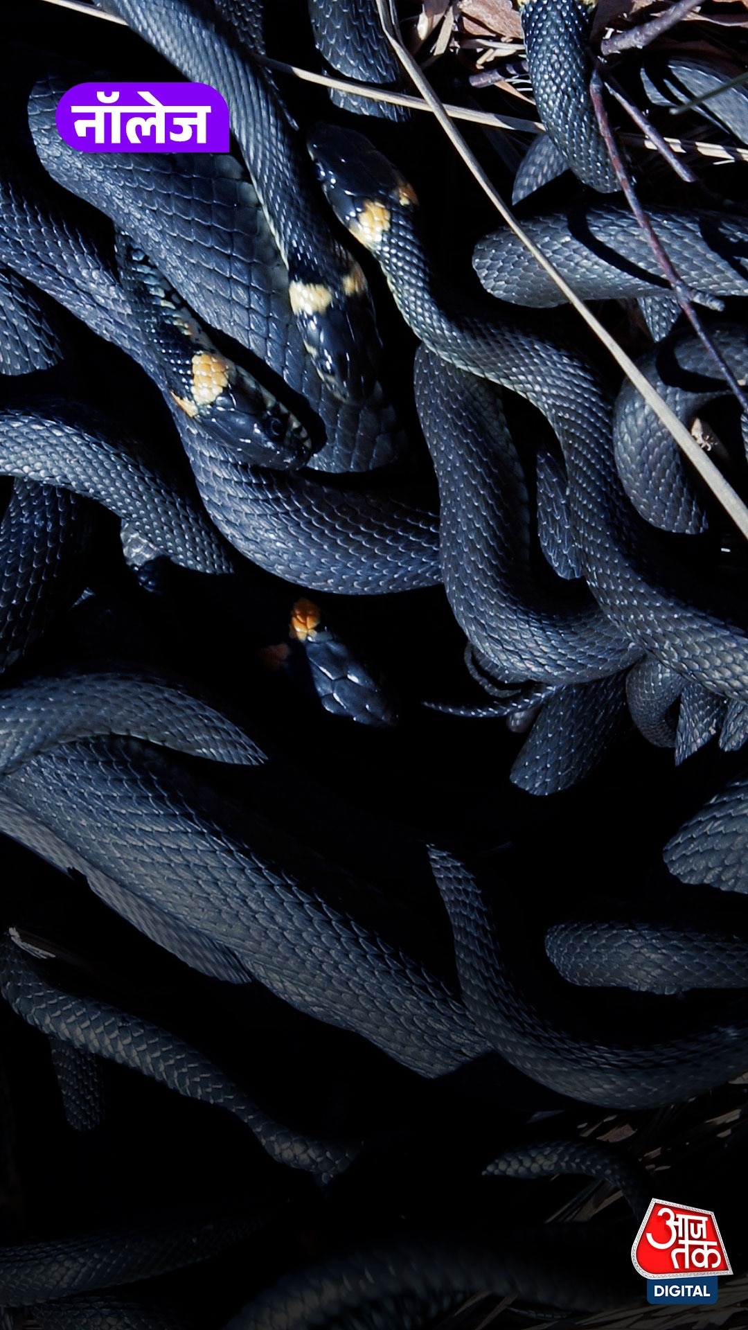 Snake Facts