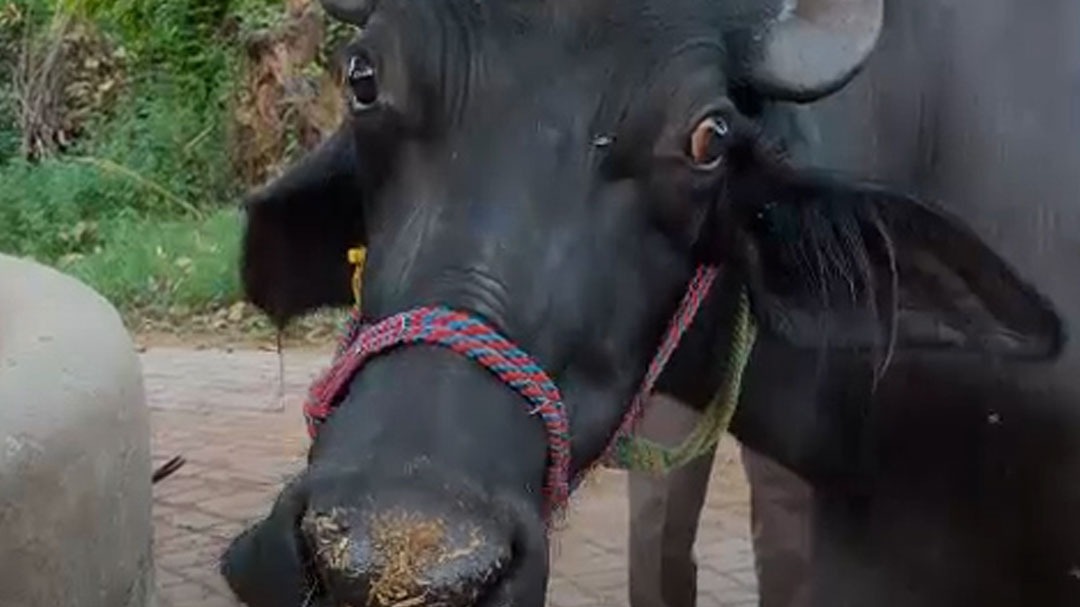Saharanpur buffalo gargi becomes Uttar pradesh number one