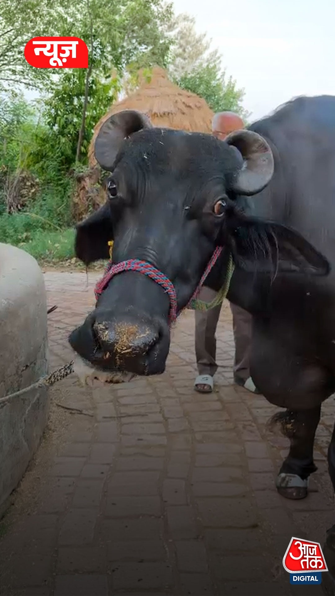 सहारनपुर की 'गार्गी' बनी यूपी की नंबर-1 भैंस