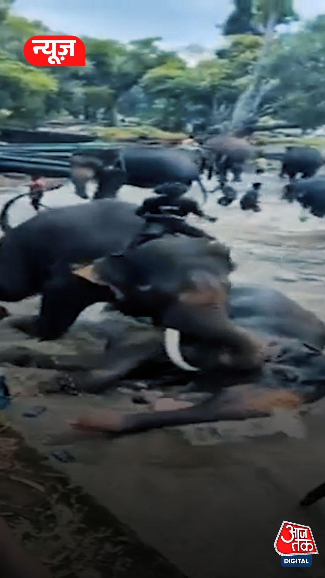 कर्नाटक में 2 हाथियों की लड़ाई, Video