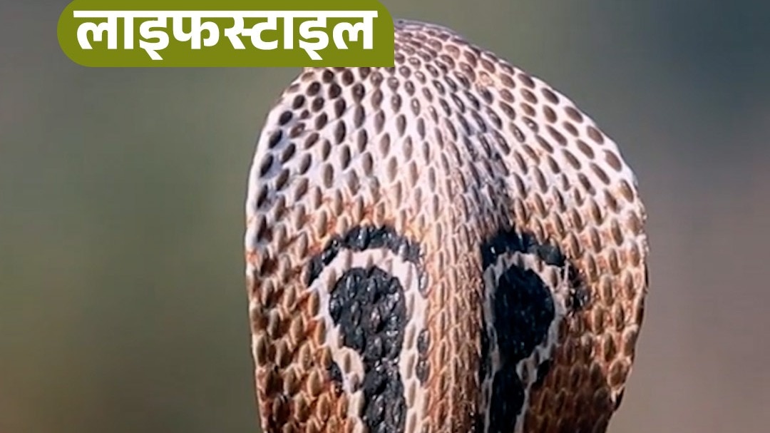 summer season habits unknowingly attracting snakes 