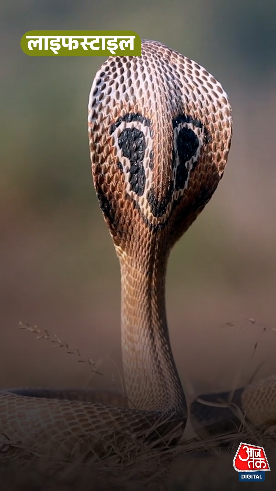summer season habits unknowingly attracting snakes 