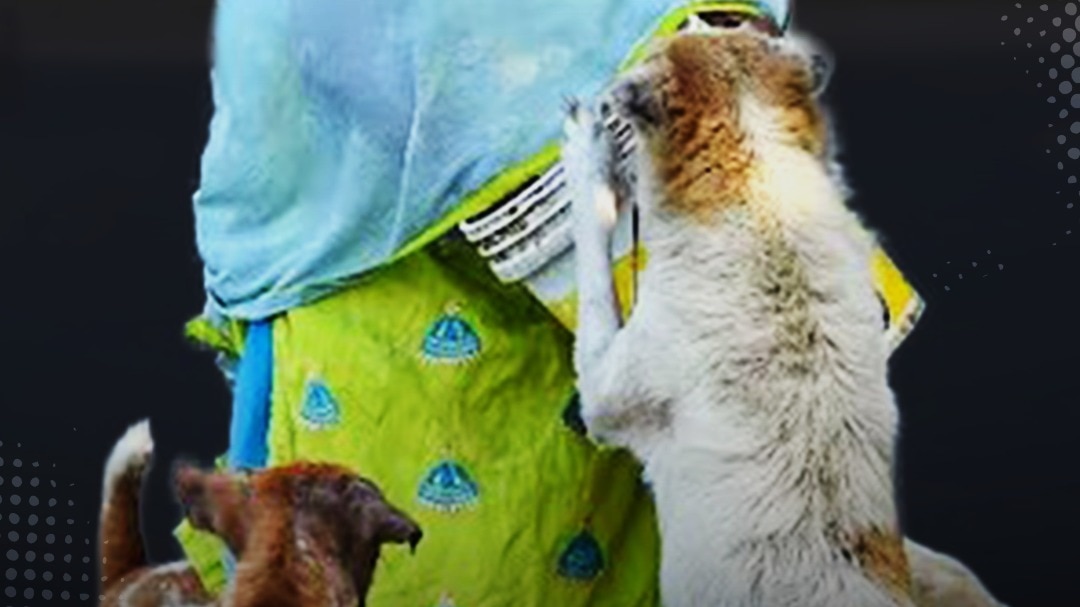 supreme court refuses relief on stray dogs