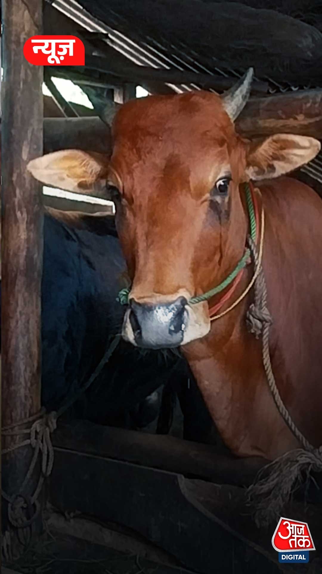 Cattle Protect bengal 