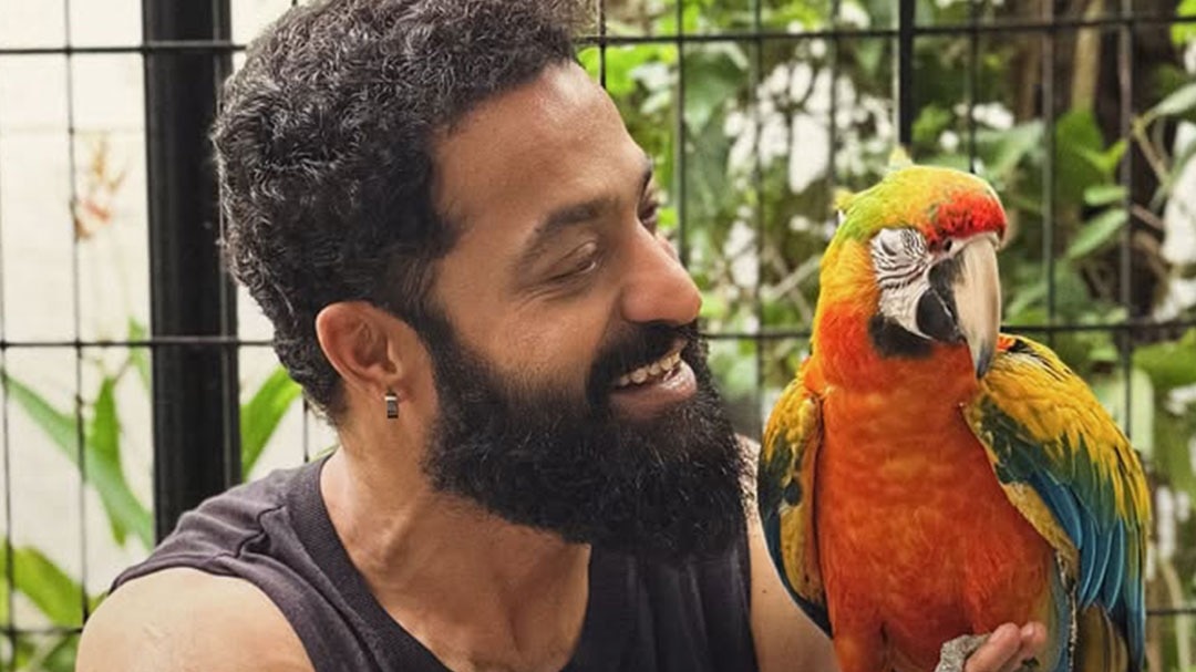 ‘ड्रैगन’ के लिए Jr NTR ने घटाया 15 किलो वजन, जानें...