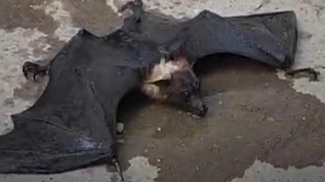 6a0f40d74cadb-bat-fainted-fell-on-ground-due-to-heat-212849176-16x9.jpg