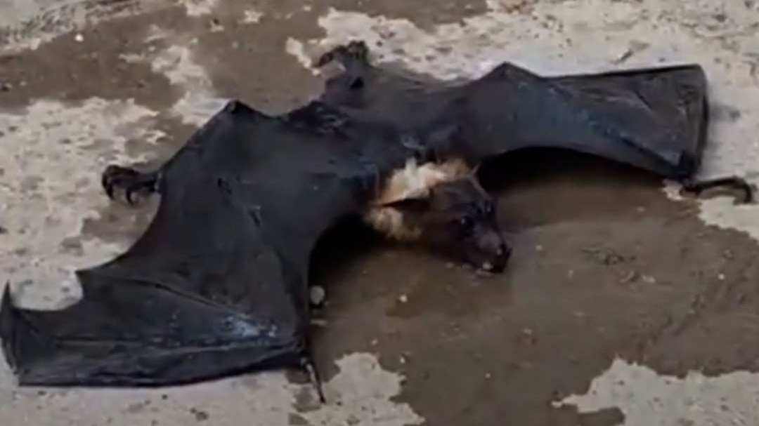 Bat Collapse Extreme Heat