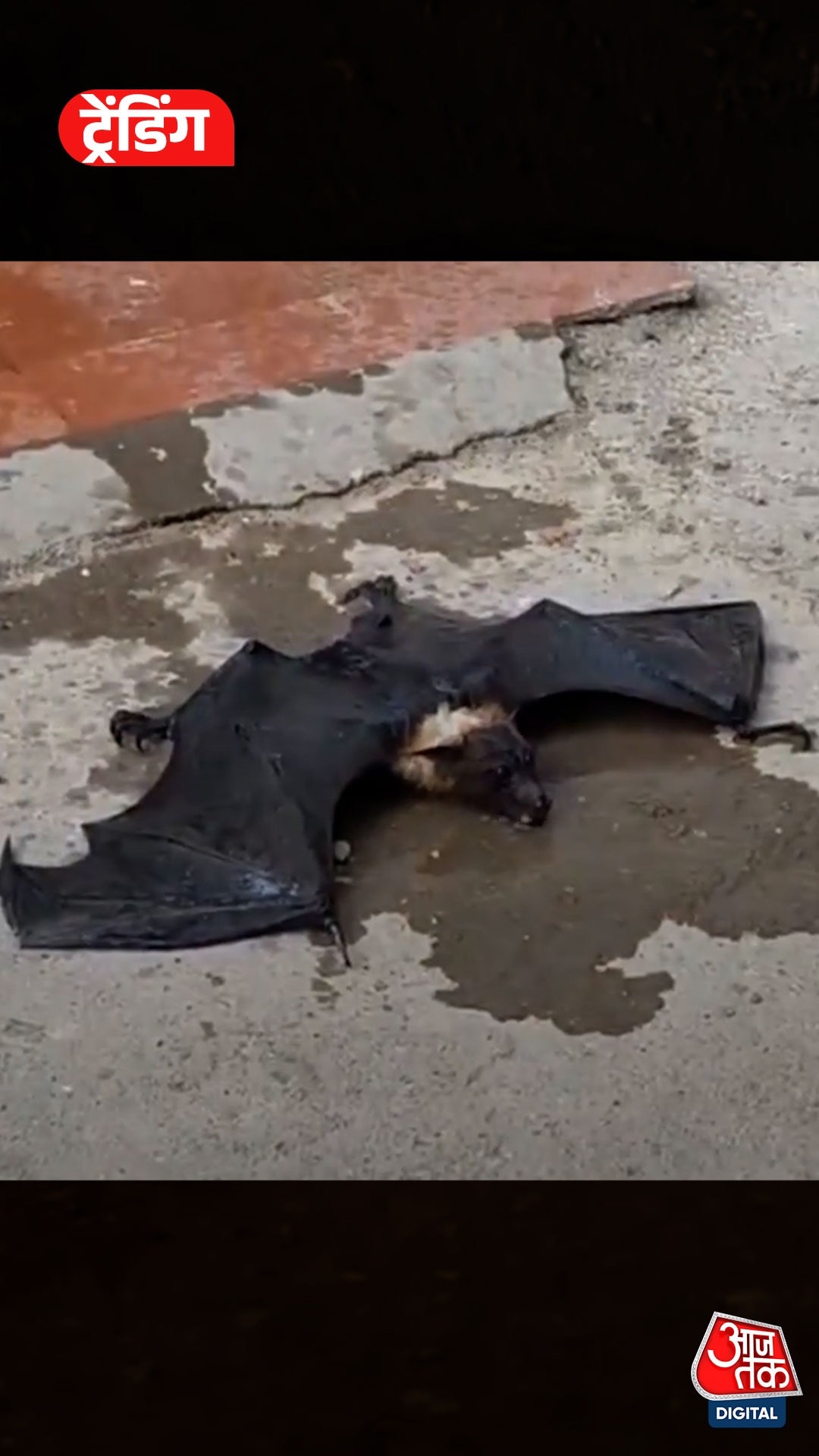 Bat Collapse Extreme Heat