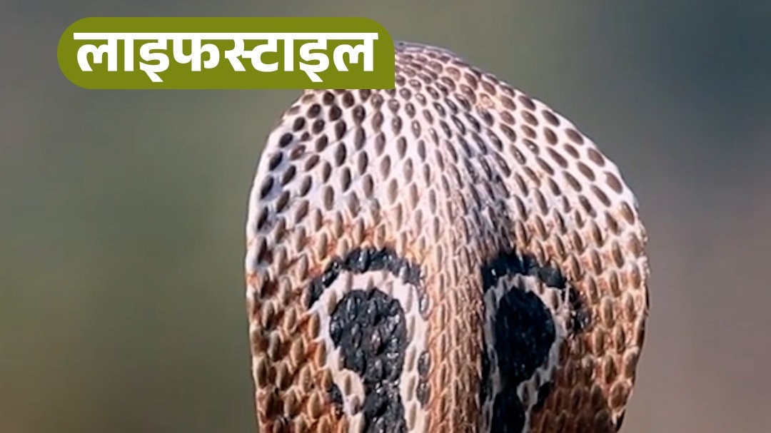 attract snakes near homes