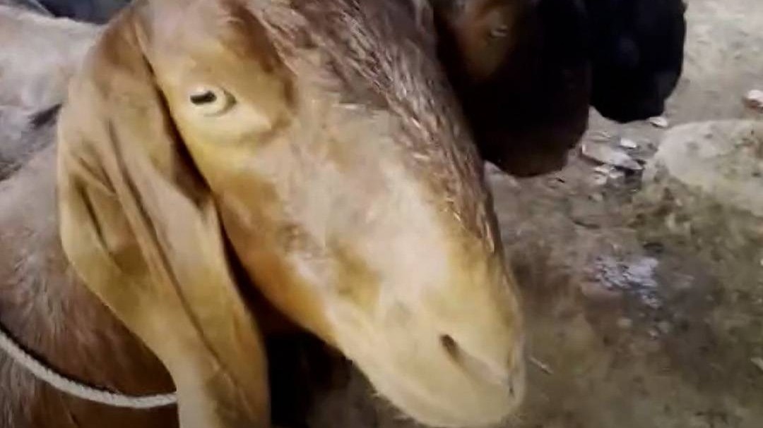 सोसाइटी में Qurbani को लेकर क्या हैं नियम?
