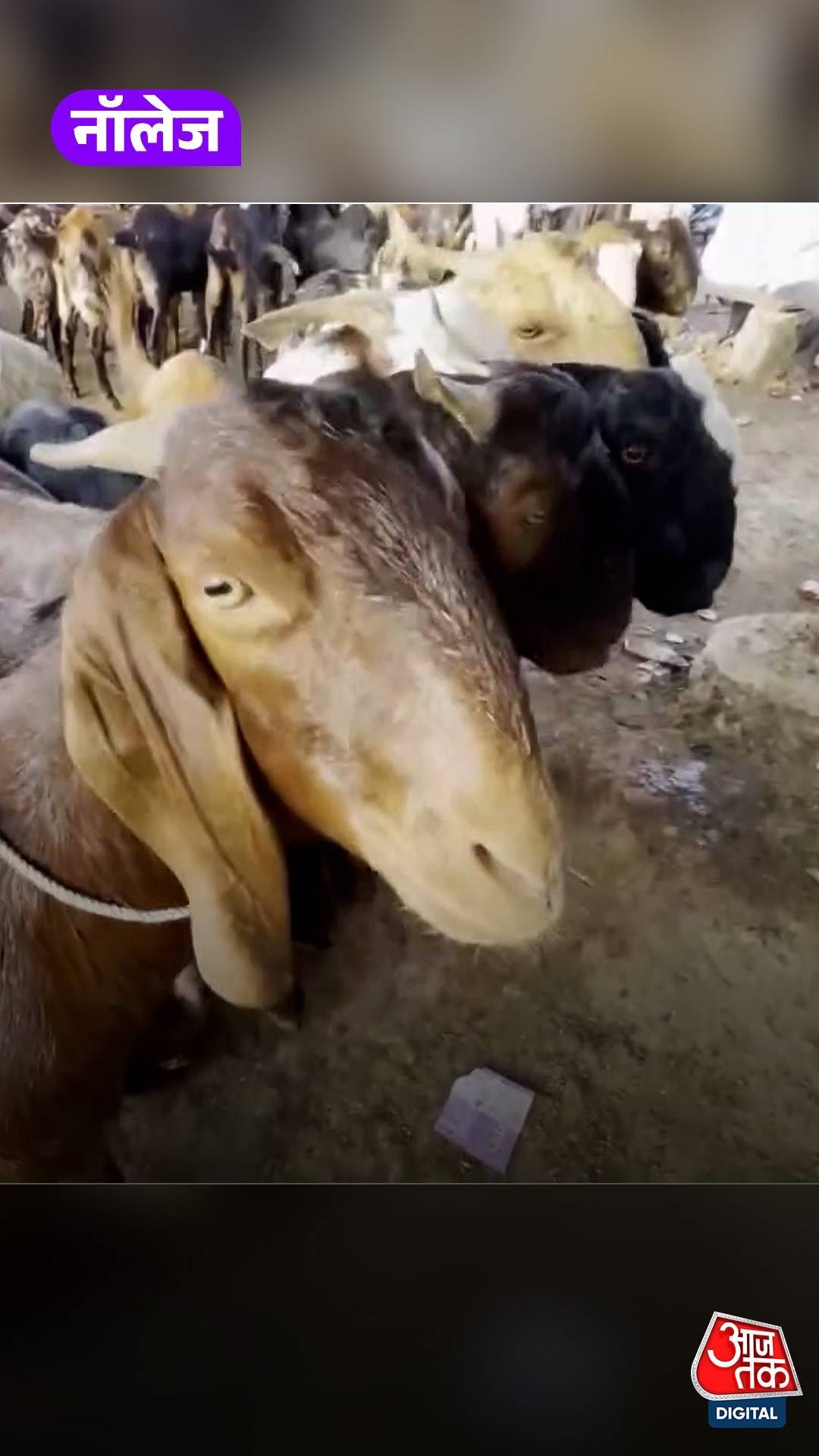 Bakrid, Eid al-Adha