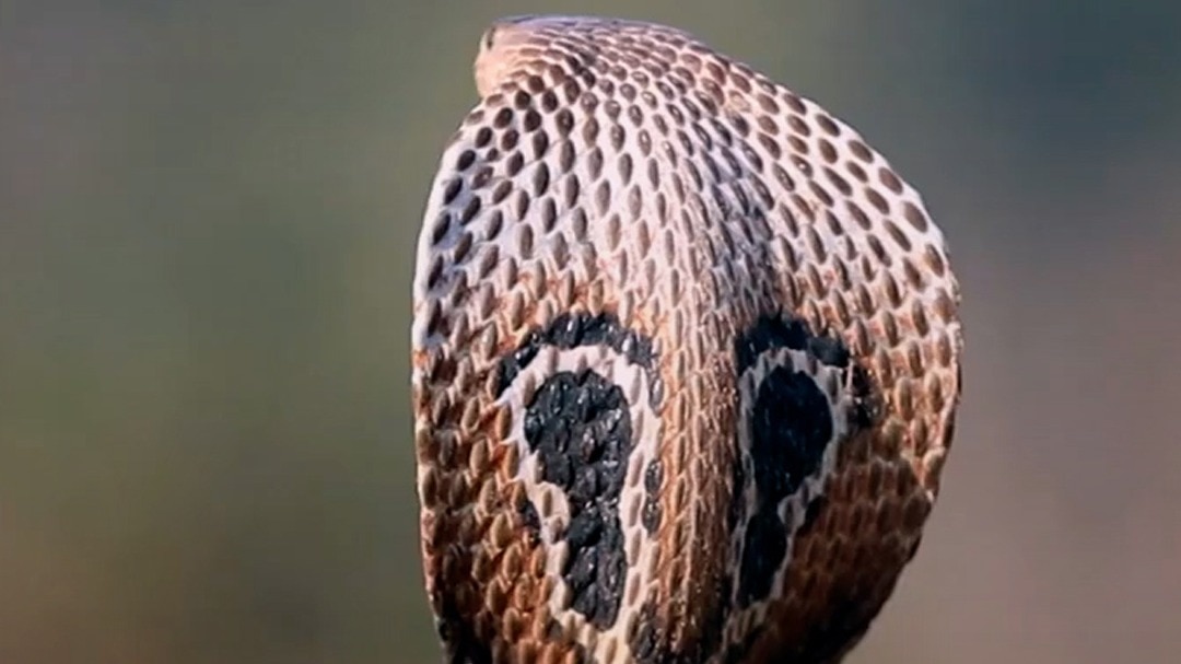 6a1712b3b82ee-snake-myths-and-facts-275006298-16x9.jpg