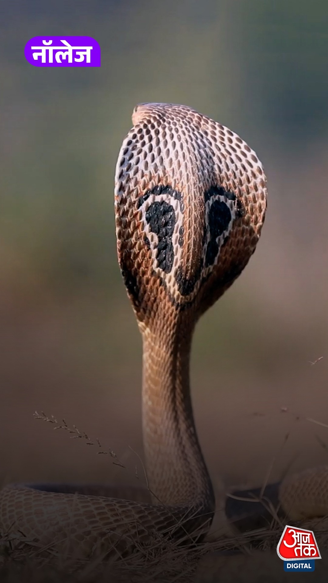 Snake Myths And Facts