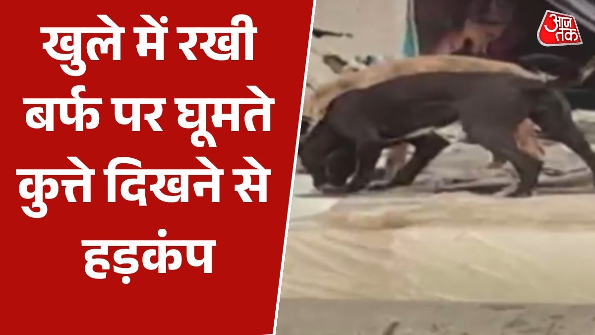 : bhopal ice kept in open dogs walking on them video