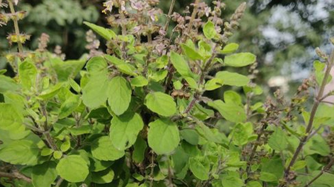 Tulsi Plant