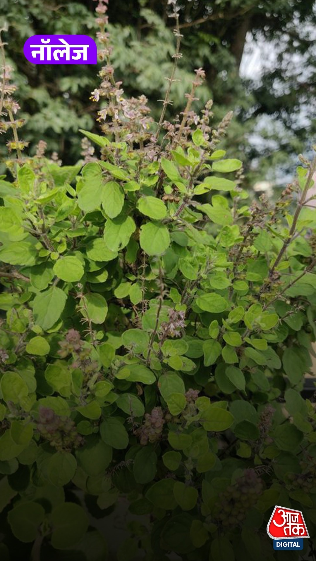 Tulsi Plant