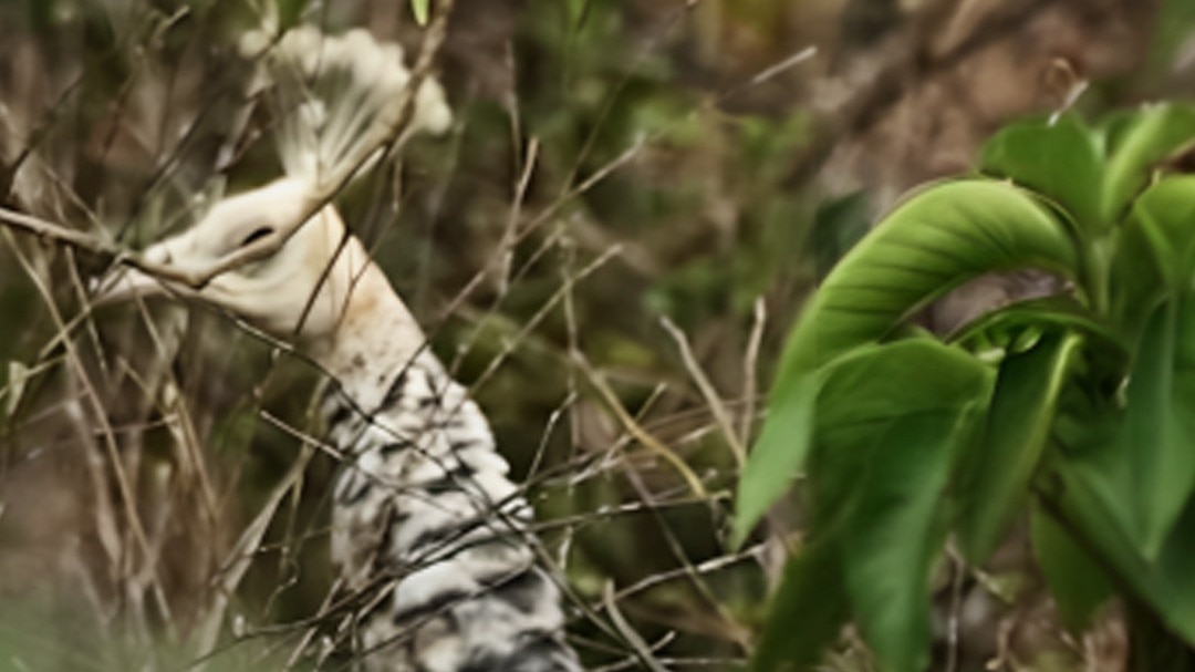 Rare White Peacock