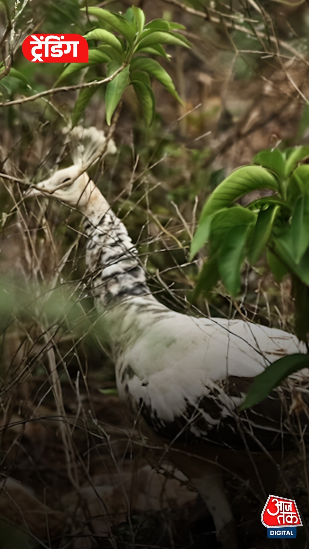 Rare White Peacock