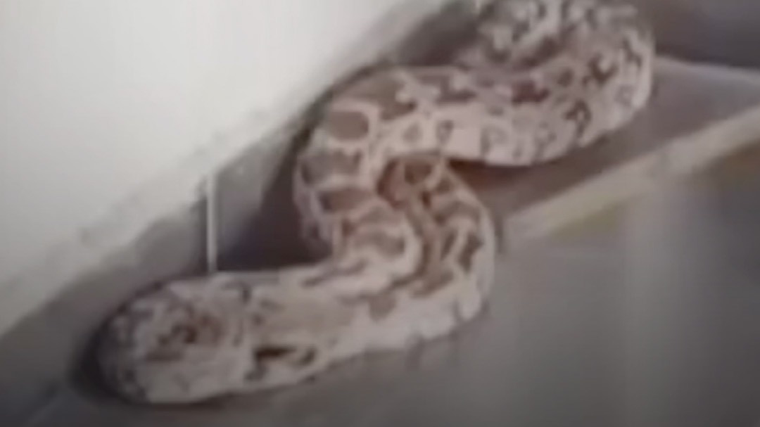 Azgar Snake 