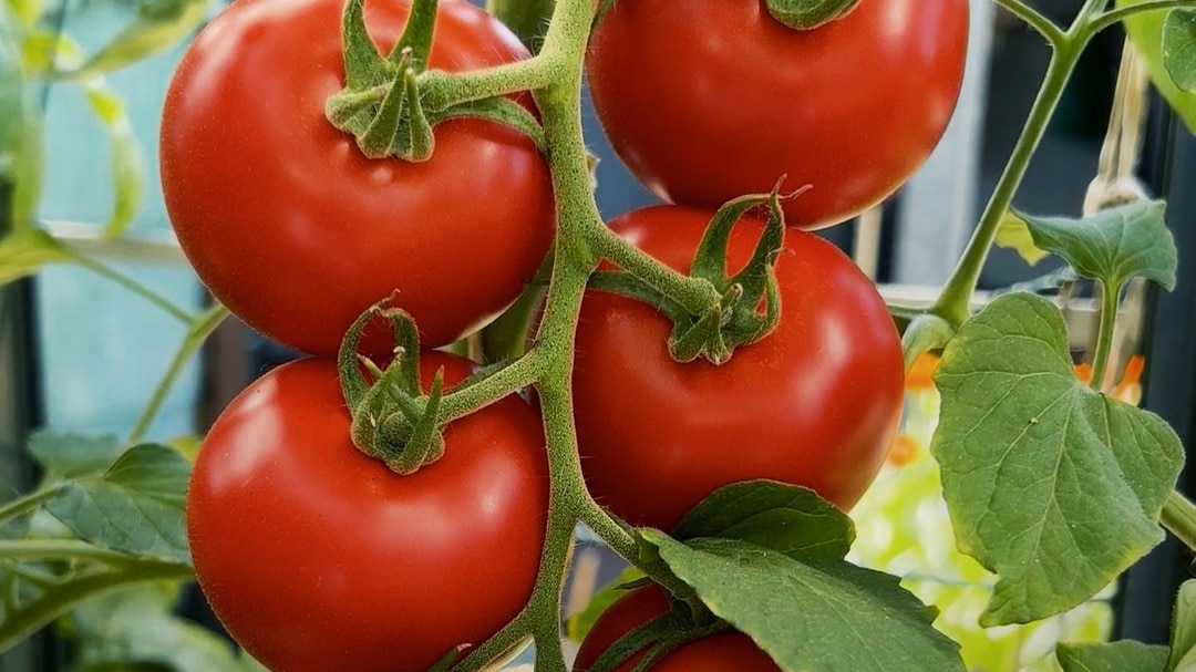 6a22ed1ac7255-tomato-price-053653236-16x9.jpg