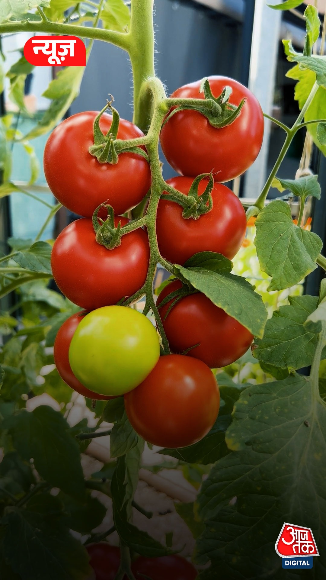 Tomato price