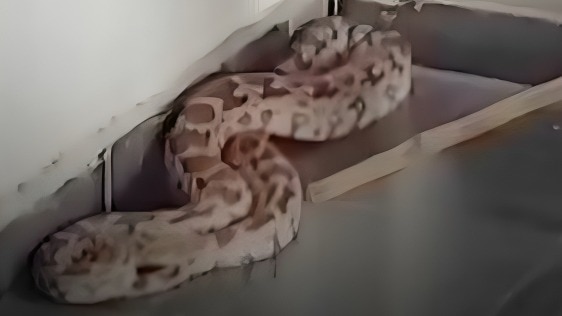 Python in Hostel