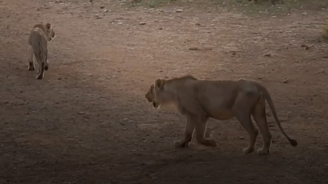 Gujarat Gir Forest लौटे 11 शेर, देखें Viral Video