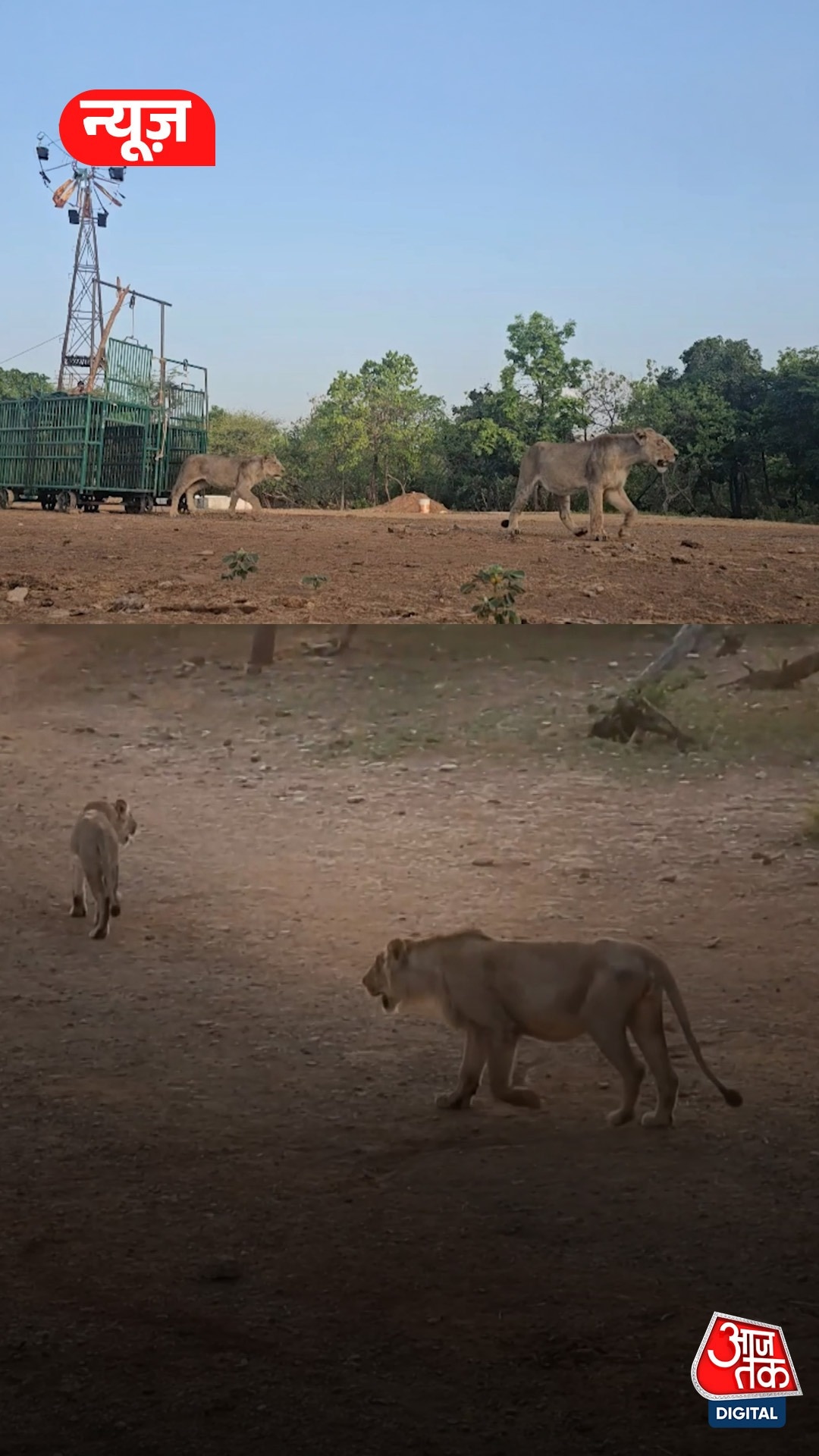 Gujarat Gir Forest Lion 