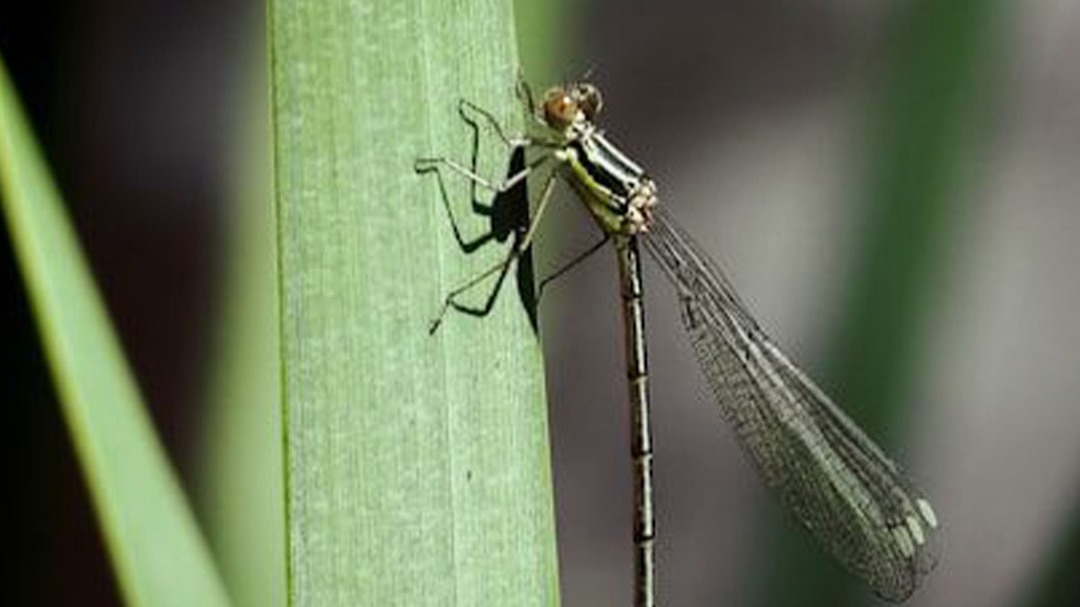 Mosquito 