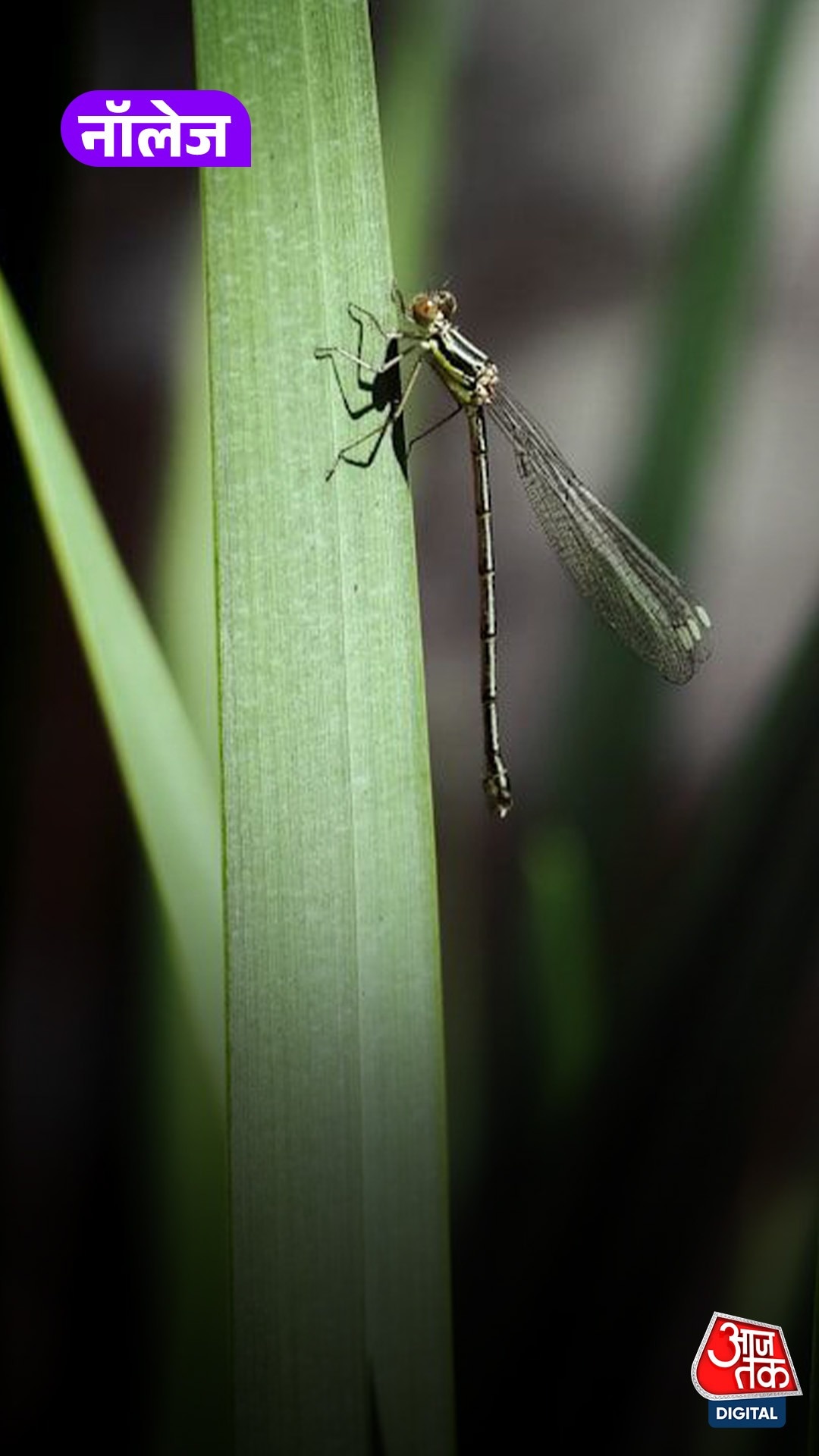Mosquito 